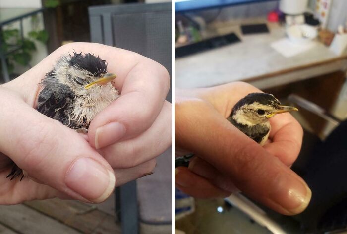 Two comparison pics showing variety in bird feathering held gently in a hand, illustrating life’s diversity and contrast.