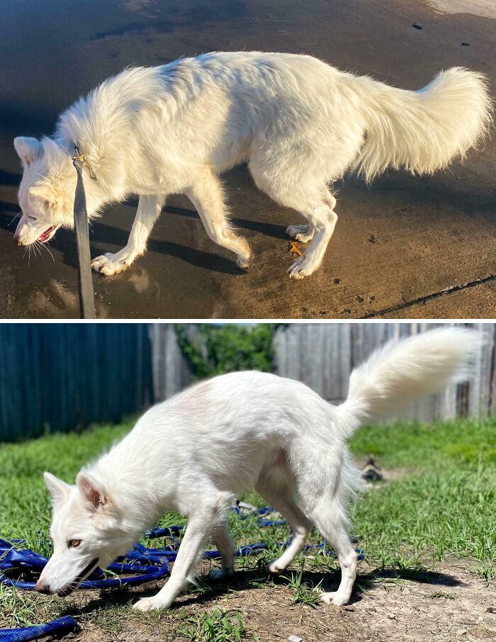Two white dogs shown in comparison pics, one on wet pavement and the other sniffing grass outdoors.