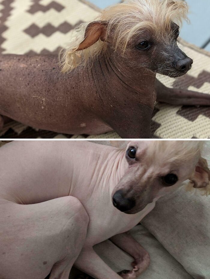 Comparison pics showing two hairless dogs with different skin tones and textures, illustrating variety is the spice of life.
