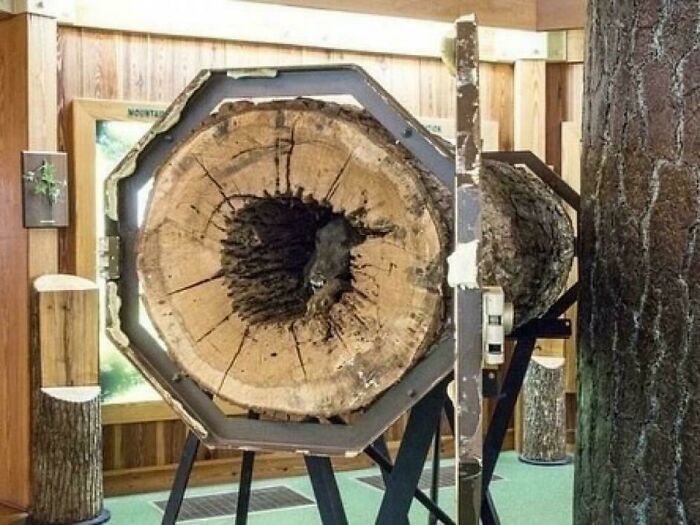 Cross-section of a large tree trunk displayed indoors, showcasing fascinating and interesting facts about nature on the internet.