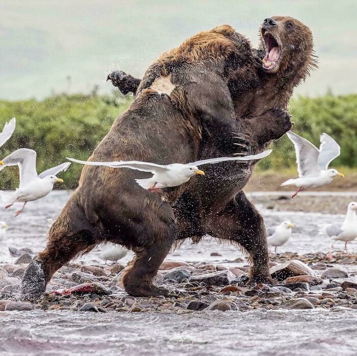 Two brown bears fighting in a river surrounded by seagulls, showcasing fascinating and interesting wildlife facts.