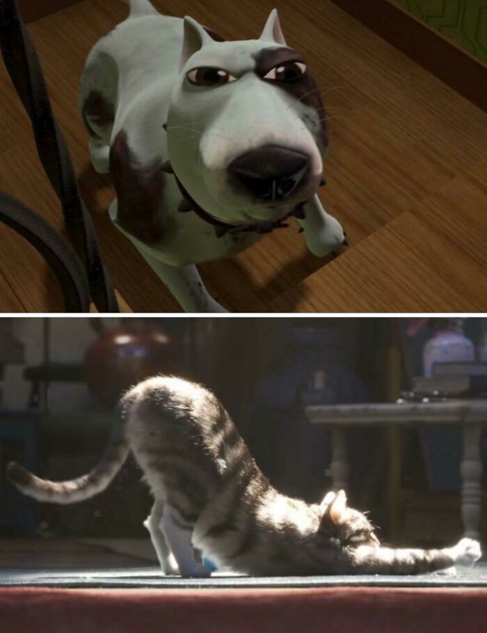 Animated comparison pics showing a curious dog and a stretching cat illustrating variety in life.