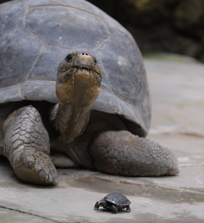Close-up of a large tortoise next to a tiny baby tortoise showing fascinating comparison pics of variety.