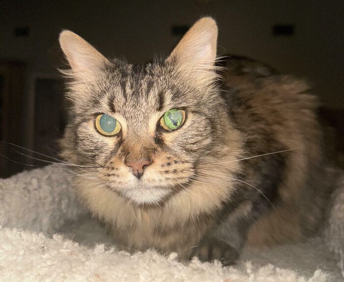 Close-up of a tabby cat with mismatched eyes, illustrating fascinating comparison pics and the variety of life.