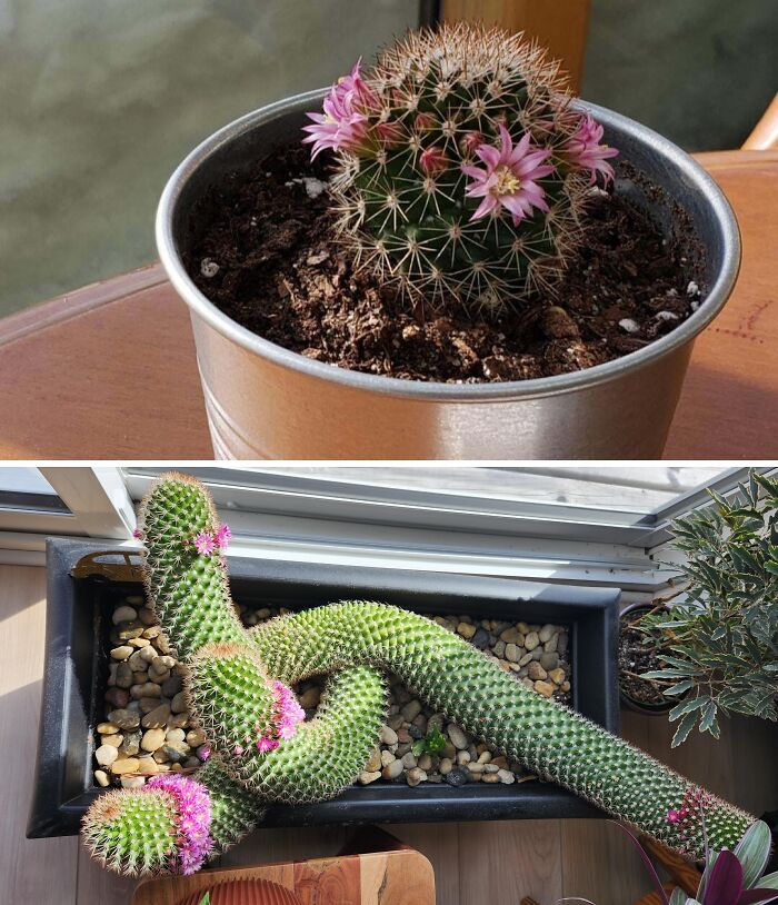 Comparison pics of two different cacti varieties with pink flowers in separate pots on wooden surfaces.