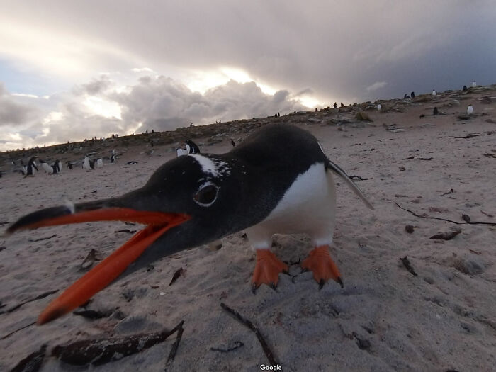 Close-up of a penguin on sandy beach, one of the shenanigans captured on Google Maps in a unique wildlife moment.