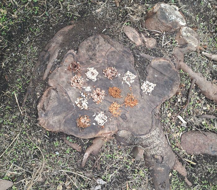 Variety of mushroom types arranged on a tree stump outdoors, showcasing fascinating comparison pics of nature’s diversity.