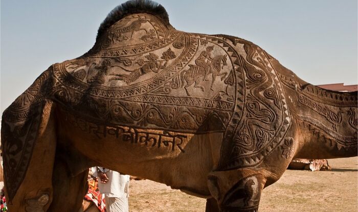 Camel with intricate artistic designs shaved into its fur, showcasing an unreal photograph capturing unique creativity.