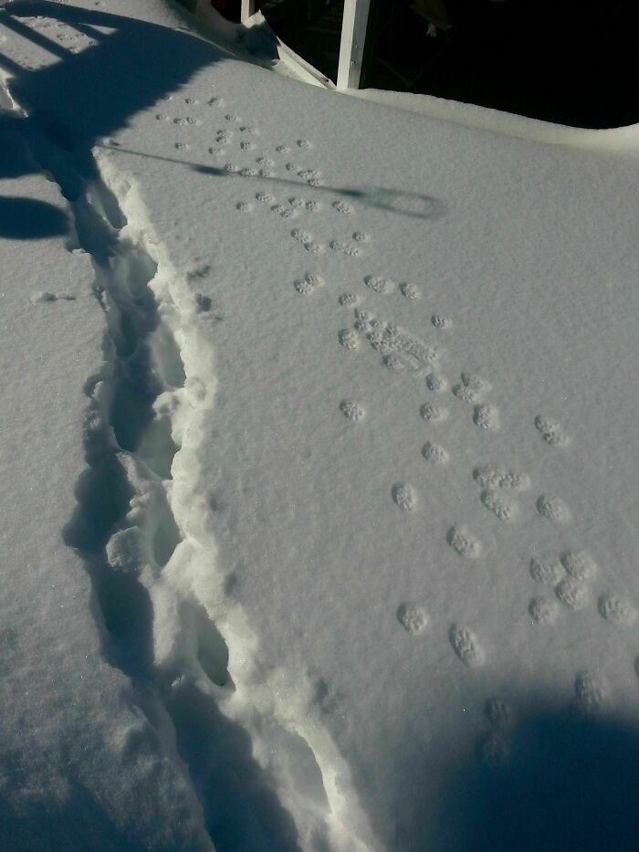 Footprints and animal tracks in snow show variety in nature, illustrating comparison pics of different trail patterns.