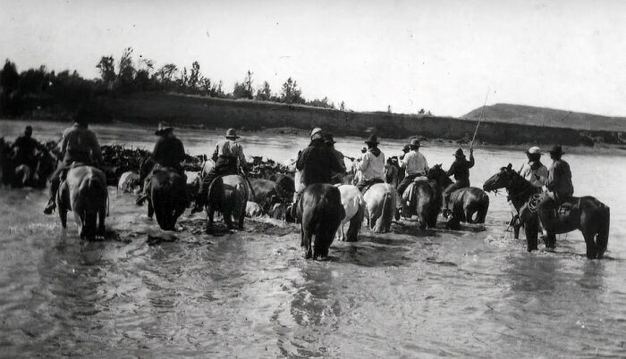 Vintage cowboy photograph showing a group of cowboys on horseback driving cattle through a river in the wild west.