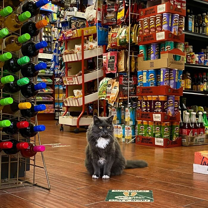 Meet New York’s Famous Bodega Cats: Furry Shopkeepers Who Rule The Corners Of The City