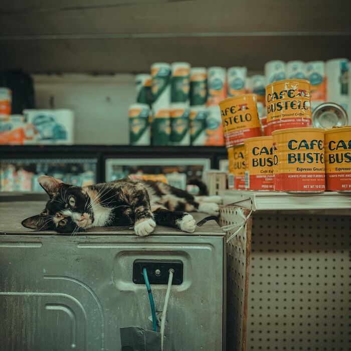 Meet New York’s Famous Bodega Cats: Furry Shopkeepers Who Rule The Corners Of The City