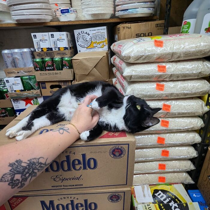 Meet New York’s Famous Bodega Cats: Furry Shopkeepers Who Rule The Corners Of The City