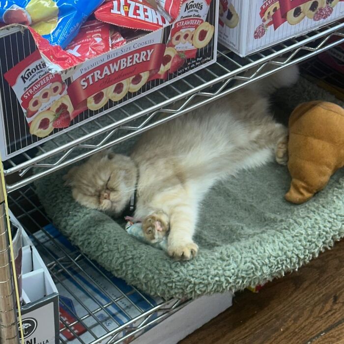 Meet New York’s Famous Bodega Cats: Furry Shopkeepers Who Rule The Corners Of The City