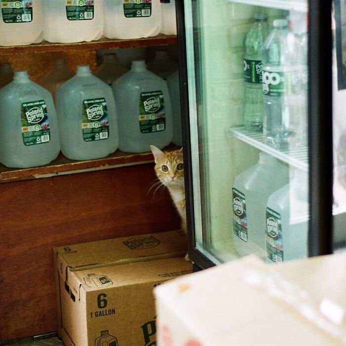 Meet New York’s Famous Bodega Cats: Furry Shopkeepers Who Rule The Corners Of The City