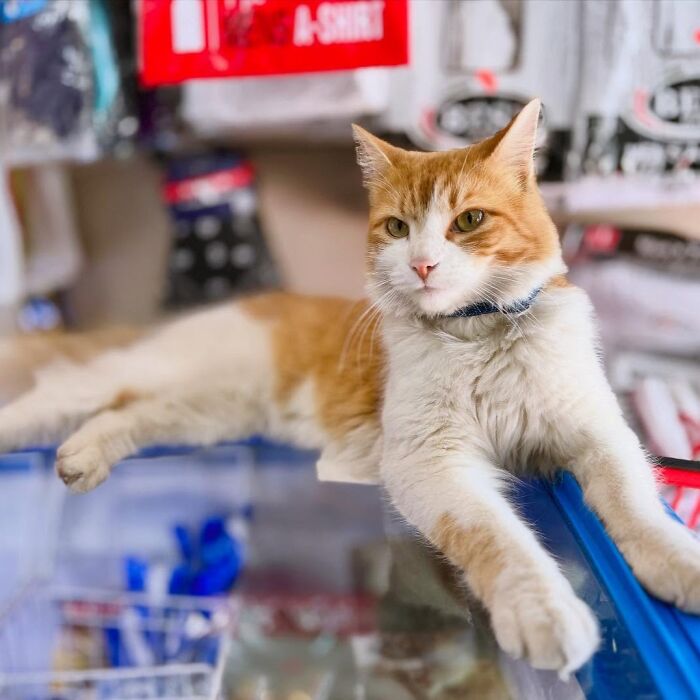 Meet New York’s Famous Bodega Cats: Furry Shopkeepers Who Rule The Corners Of The City