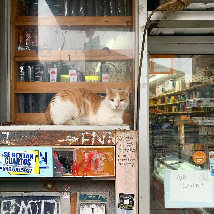 Meet New York’s Famous Bodega Cats: Furry Shopkeepers Who Rule The Corners Of The City