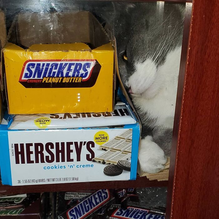 Meet New York’s Famous Bodega Cats: Furry Shopkeepers Who Rule The Corners Of The City
