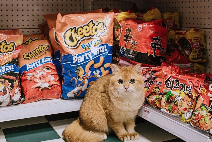 Meet New York’s Famous Bodega Cats: Furry Shopkeepers Who Rule The Corners Of The City