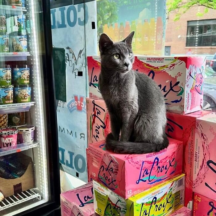 Meet New York’s Famous Bodega Cats: Furry Shopkeepers Who Rule The Corners Of The City