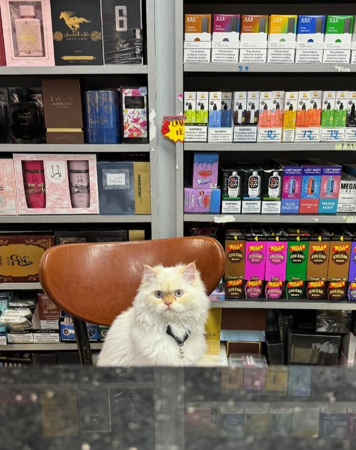 Meet New York’s Famous Bodega Cats: Furry Shopkeepers Who Rule The Corners Of The City