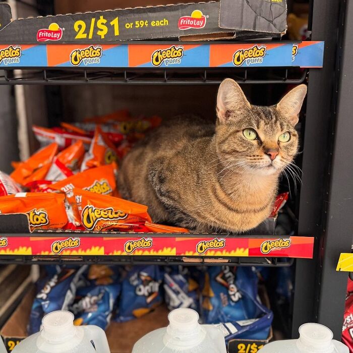 Meet New York’s Famous Bodega Cats: Furry Shopkeepers Who Rule The Corners Of The City