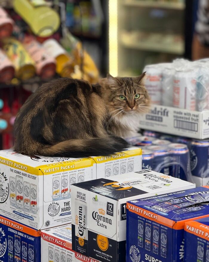 Meet New York’s Famous Bodega Cats: Furry Shopkeepers Who Rule The Corners Of The City