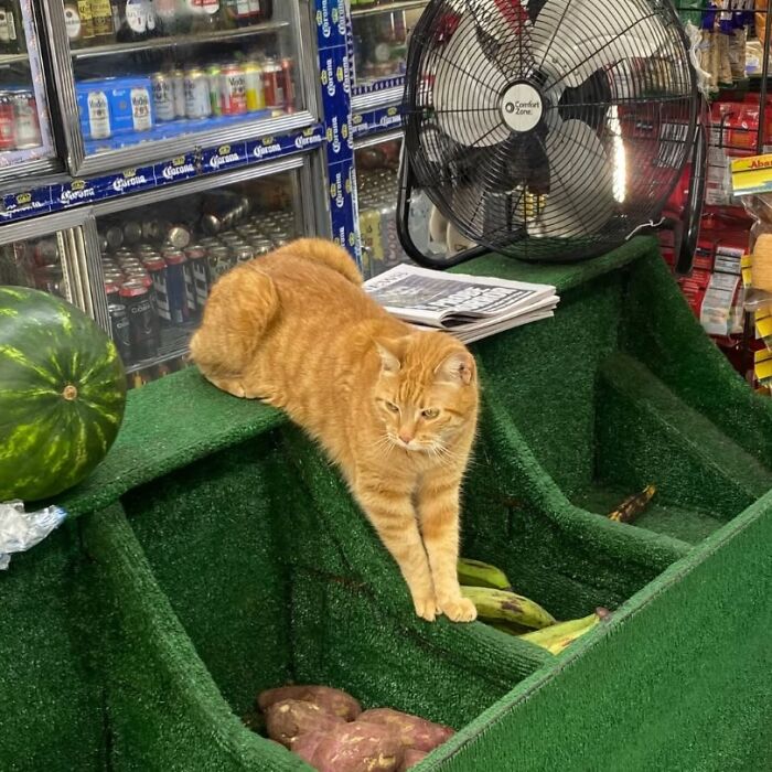 Meet New York’s Famous Bodega Cats: Furry Shopkeepers Who Rule The Corners Of The City