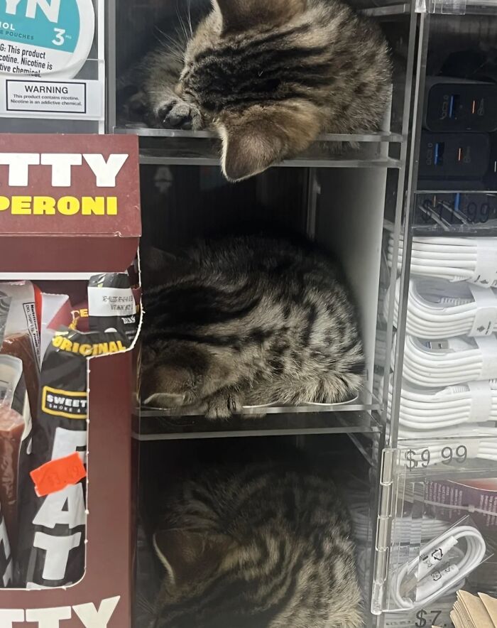 Meet New York’s Famous Bodega Cats: Furry Shopkeepers Who Rule The Corners Of The City