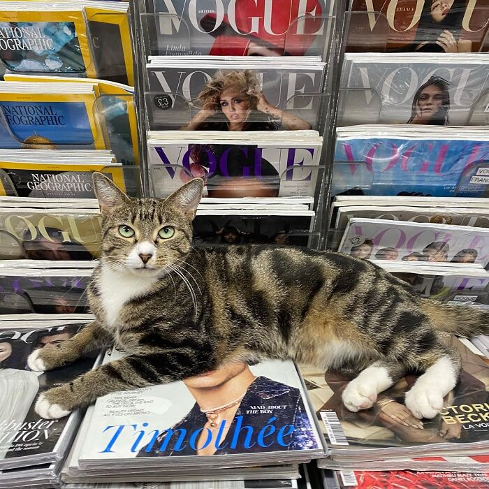 Meet New York’s Famous Bodega Cats: Furry Shopkeepers Who Rule The Corners Of The City