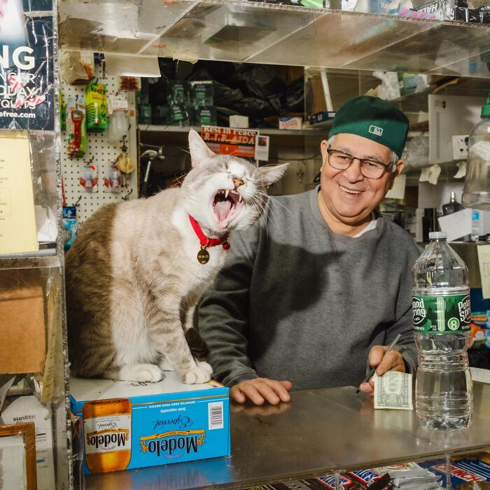 Meet New York’s Famous Bodega Cats: Furry Shopkeepers Who Rule The Corners Of The City