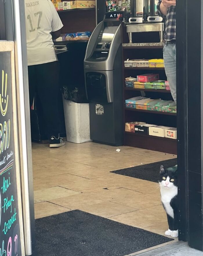 Meet New York’s Famous Bodega Cats: Furry Shopkeepers Who Rule The Corners Of The City