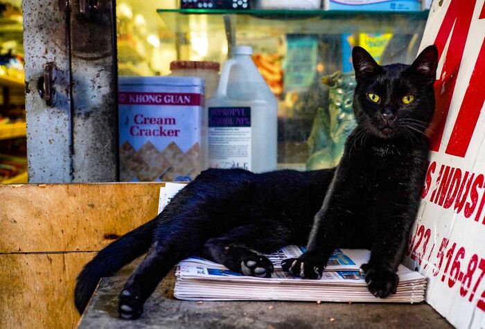 Meet New York’s Famous Bodega Cats: Furry Shopkeepers Who Rule The Corners Of The City