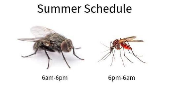 Comparison of a fly active from 6am to 6pm and a mosquito active from 6pm to 6am, depicting funny posts to share with friends.