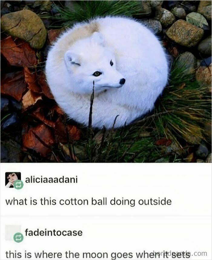 White fox curled like a cotton ball in nature, a wholesome meme perfect to send to your favorite people.