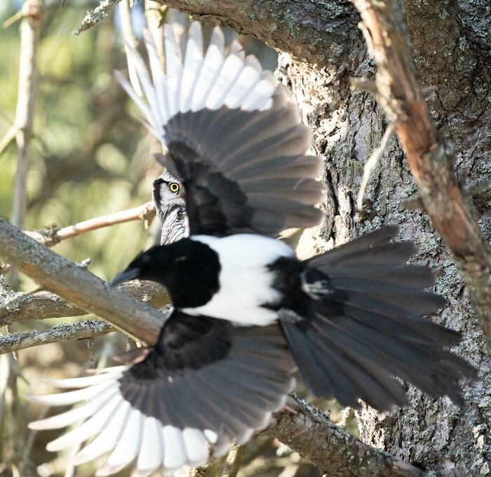 Bird with spread wings flying in front of a wide-eyed animal, creating a funny wildlife photographer moment.