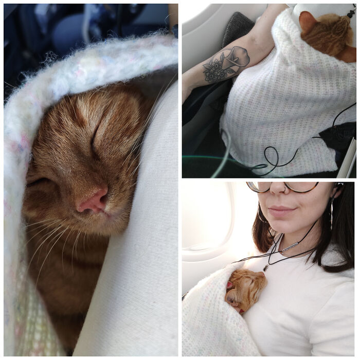 Close-up and comforting moments of a scared flyer with a cat wrapped in a blanket inside an airplane cabin.