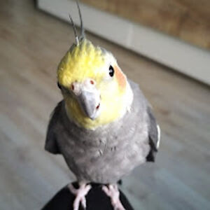 andrewiktorowitz avatar