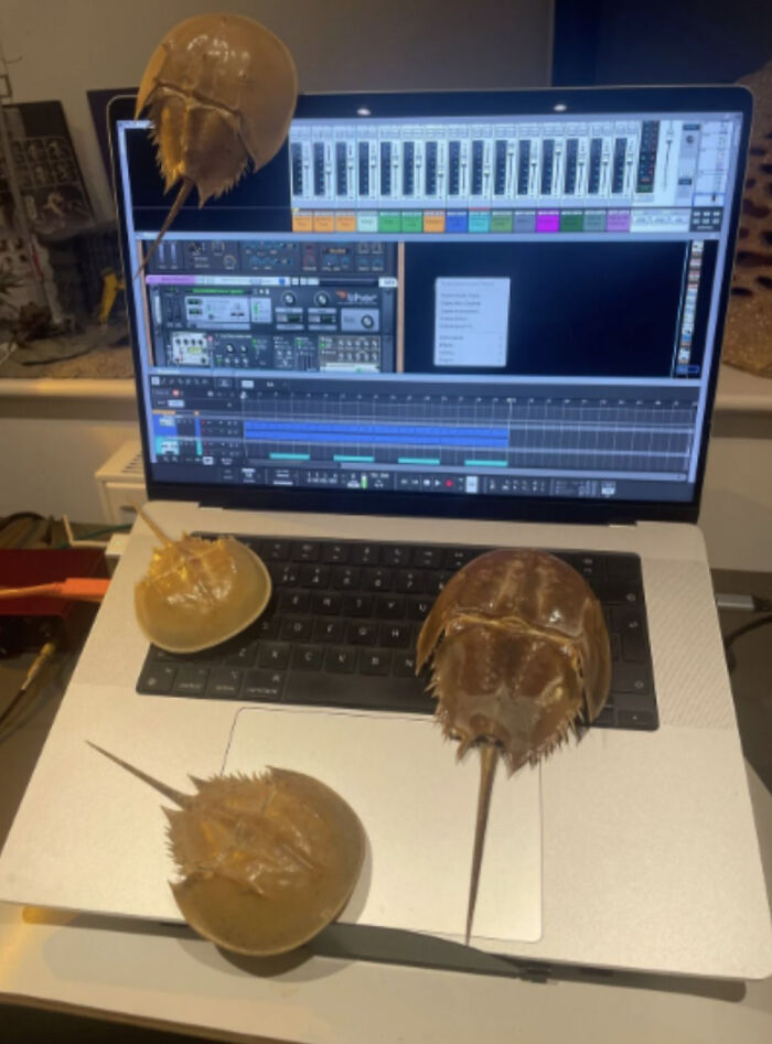 Cuatro cangrejos herradura sobre un teclado de laptop con programa de edición de audio abierto, tema de terribles mentirosos.