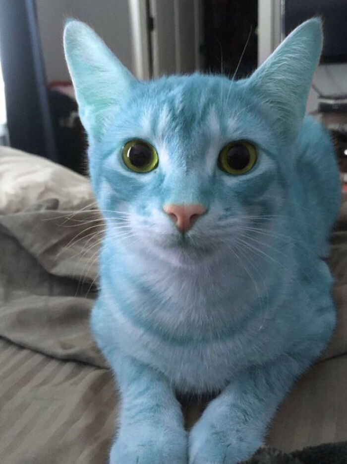 Gato pintado de azul con expresión tranquila mostrando uno de los terribles mentirosos que fueron pillados en internet.