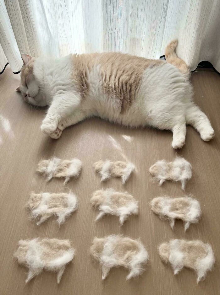 Gato acostado junto a figuras de pelo que forman animales, imagen creativa para terribles mentirosos en internet.