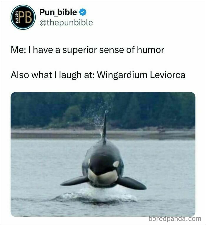 Pun meme showing a joke about superior sense of humor with a picture of an orca whale breaching the water.