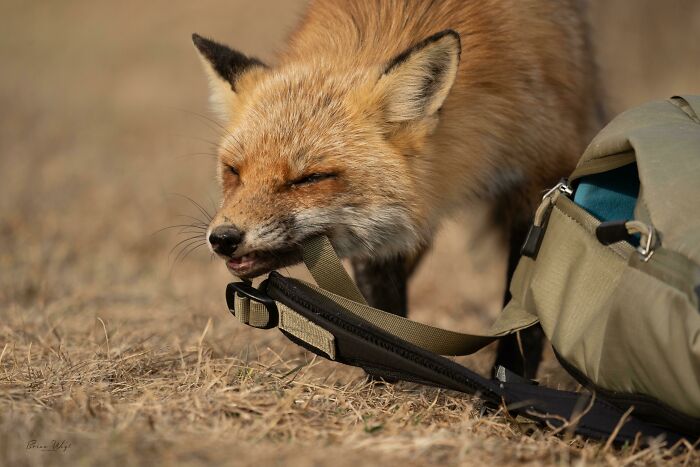 Fox biting camera strap near a wildlife photographer's bag in a natural outdoor setting messing with equipment.