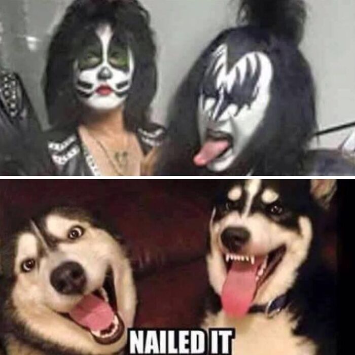 Two dogs mimicking Kiss band members with face paint, showing a funny and perfect costume match for funny posts to share.
