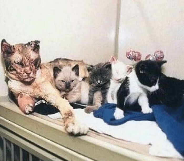 A rare content on the internet showing a mother cat and her kittens resting together on a blanket.