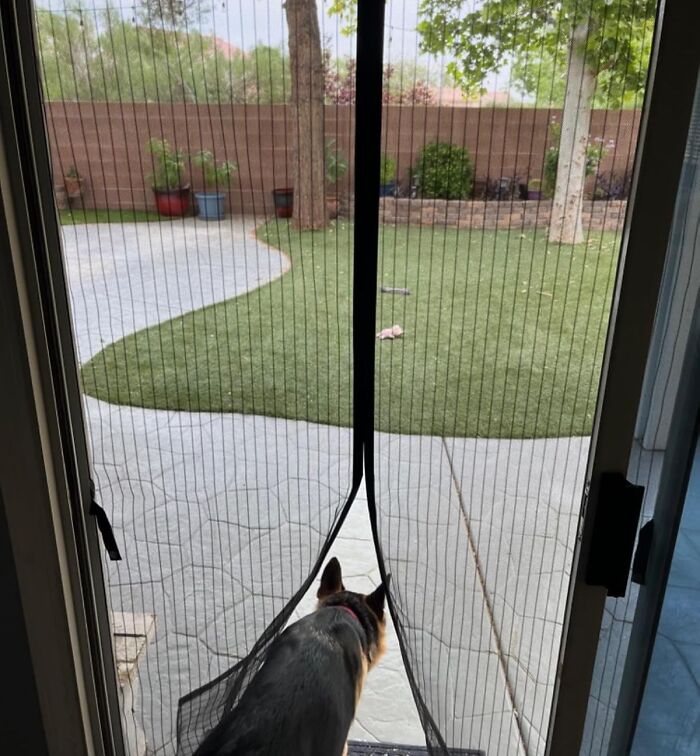 Dog looking through a magnetic screen door protecting the house from summer annoyances like insects and pests outdoors.