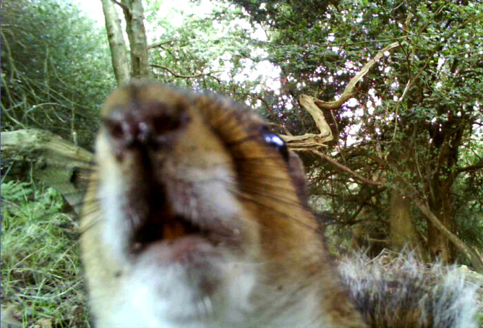 Close-up of a curious animal messing with wildlife photographers in a forest setting, showcasing unexpected animal behavior.