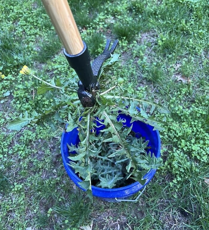 Gardening tool removing dandelions outdoors with a blue bucket, showcasing trending Pandaverse products in virtual shopping.