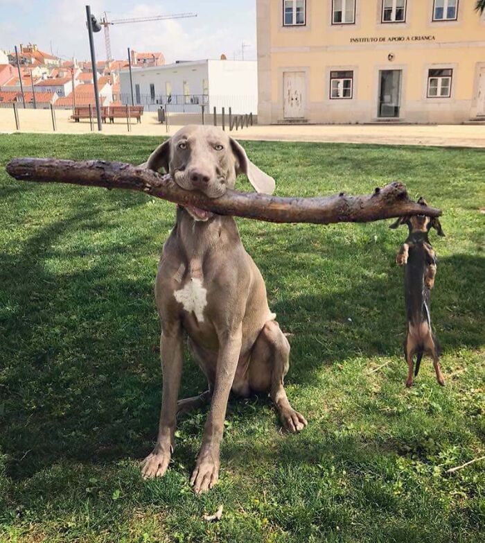 2 perros y un palo
