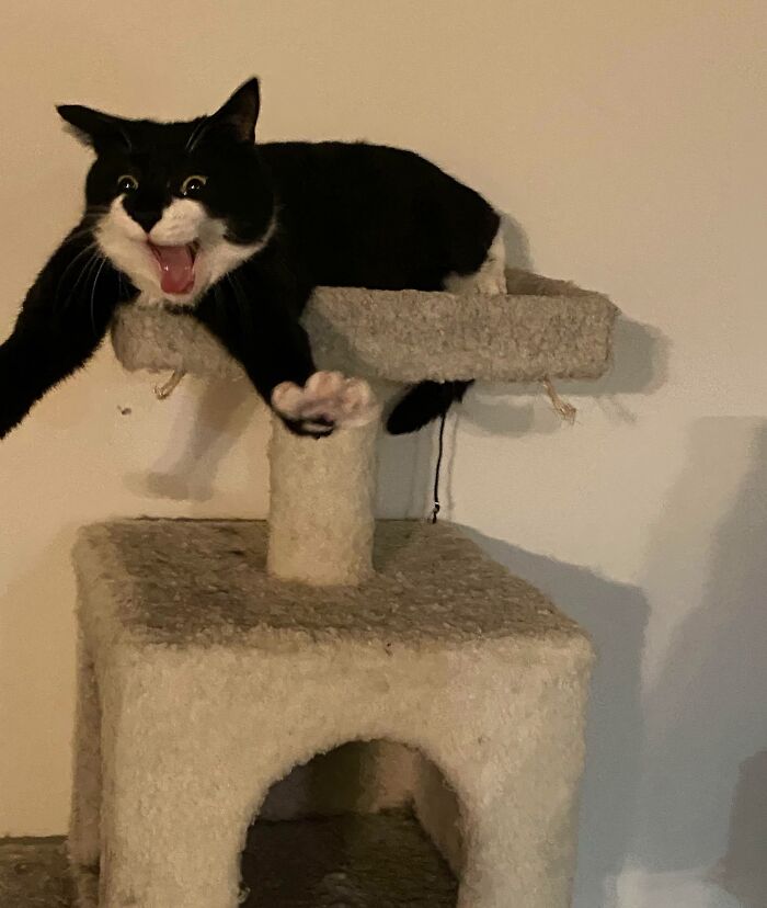 Acabo de tomar esta foto de último segundo de mi gata estirando los brazos y estornudando. Llevo 5 minutos riéndome sin parar